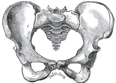 Trauma Informed Pelvic Floor Manual Therapy Growing Season