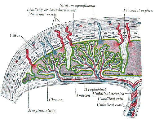 Placenta diagram from Gray's Anatomy